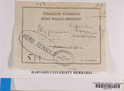 Attēlu rezultāti vaicājumam “Campylophyllum sommerfeltii”