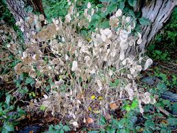 Attēlu rezultāti vaicājumam “Lunaria rediviva bud”