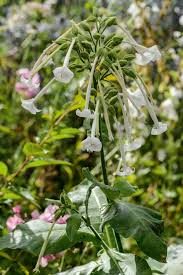 Attēlu rezultāti vaicājumam “Nicotiana tabacum flower”