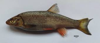 Image result for Squalius vardarensis