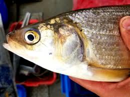 Image result for Coregonus artedi