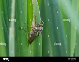 Attēlu rezultāti vaicājumam “Libellula quadrimaculata exuvia”