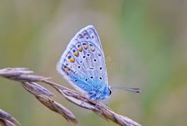 Attēlu rezultāti vaicājumam “Polyommatinae”