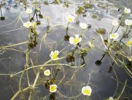 Attēlu rezultāti vaicājumam “Batrachium”