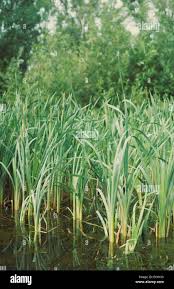 Attēlu rezultāti vaicājumam “Carex arenaria  flower”