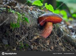 Attēlu rezultāti vaicājumam “Sutorius luridiformis”