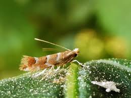 Attēlu rezultāti vaicājumam “Cameraria ohridella”