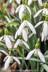 Attēlu rezultāti vaicājumam “Galanthus nivalis flower”