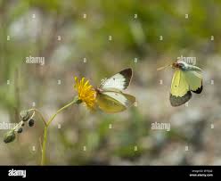 Attēlu rezultāti vaicājumam “Colias palaeno male”