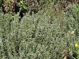 Image result for Bohnenkraut