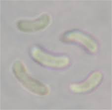 Attēlu rezultāti vaicājumam “Leptoporus mollis”