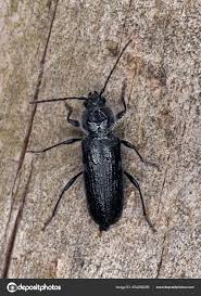 Attēlu rezultāti vaicājumam “Xylita laevigata”