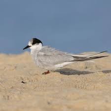 Attēlu rezultāti vaicājumam “Sterna”