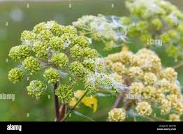 Attēlu rezultāti vaicājumam “Pimpinella saxifraga leaf”