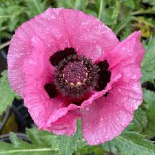 Image result for Papaver orientale