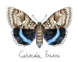 Attēlu rezultāti vaicājumam “Catocala fraxini”