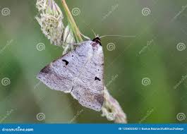 Attēlu rezultāti vaicājumam “Lygephila pastinum”