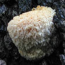 Attēlu rezultāti vaicājumam “Erinaceus sp.”