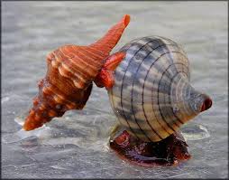 Image result for Cinctura hunteria