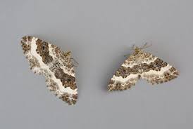 Attēlu rezultāti vaicājumam “Epirrhoe”