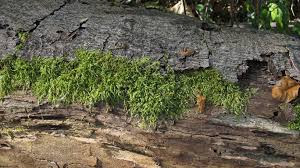 Attēlu rezultāti vaicājumam “Brachythecium salebrosum”