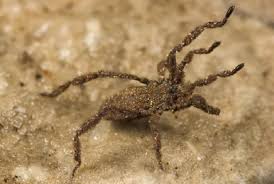 Attēlu rezultāti vaicājumam “Lophopilio palpinalis”