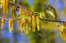 Attēlu rezultāti vaicājumam “Carpinus betulus female flower”