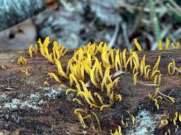 Attēlu rezultāti vaicājumam “Calocera cornea”