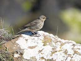 Attēlu rezultāti vaicājumam “Anthus petrosus”