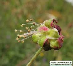 Attēlu rezultāti vaicājumam “Poterium sanguisorba flower”
