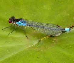 Attēlu rezultāti vaicājumam “Erythromma najas”