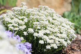 Image result for Schleifenblume