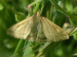 Attēlu rezultāti vaicājumam “Sitochroa verticalis”