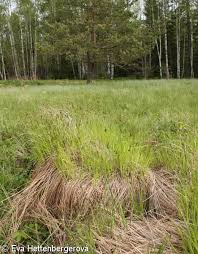 Attēlu rezultāti vaicājumam “Carex cespitosa”