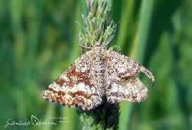 Attēlu rezultāti vaicājumam “Ematurga atomaria male”