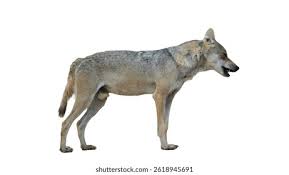 Image result for canis lupus arabs
