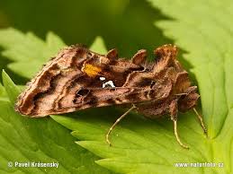 Attēlu rezultāti vaicājumam “Autographa pulchrina”