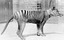 extinct species « Linguistic Underpinnings