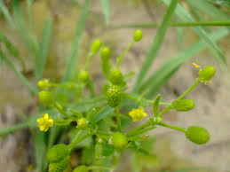 Attēlu rezultāti vaicājumam “Ranunculus sceleratus flower”