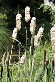 Image result for Rohrkolben