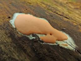 Attēlu rezultāti vaicājumam “Dictydiaethalium plumbeum”