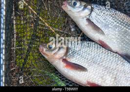 Image result for Blicca bjoerkna