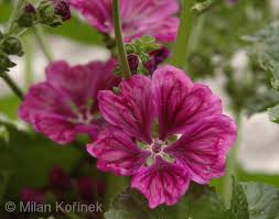 Image result for Malva sylvestris var. mauritiana