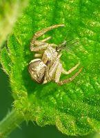 Attēlu rezultāti vaicājumam “Xysticus ulmi adult”