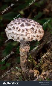 Attēlu rezultāti vaicājumam “Strobilomyces strobilaceus”