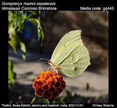 Attēlu rezultāti vaicājumam “Gonepteryx rhamni”