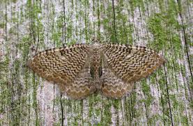 Attēlu rezultāti vaicājumam “Hydria undulata”