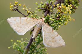 Attēlu rezultāti vaicājumam “Eulithis pyraliata”