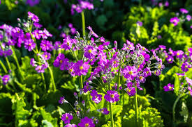 Image result for Primula malacoides