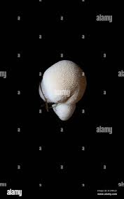 Attēlu rezultāti vaicājumam “Reticularia lycoperdon young”